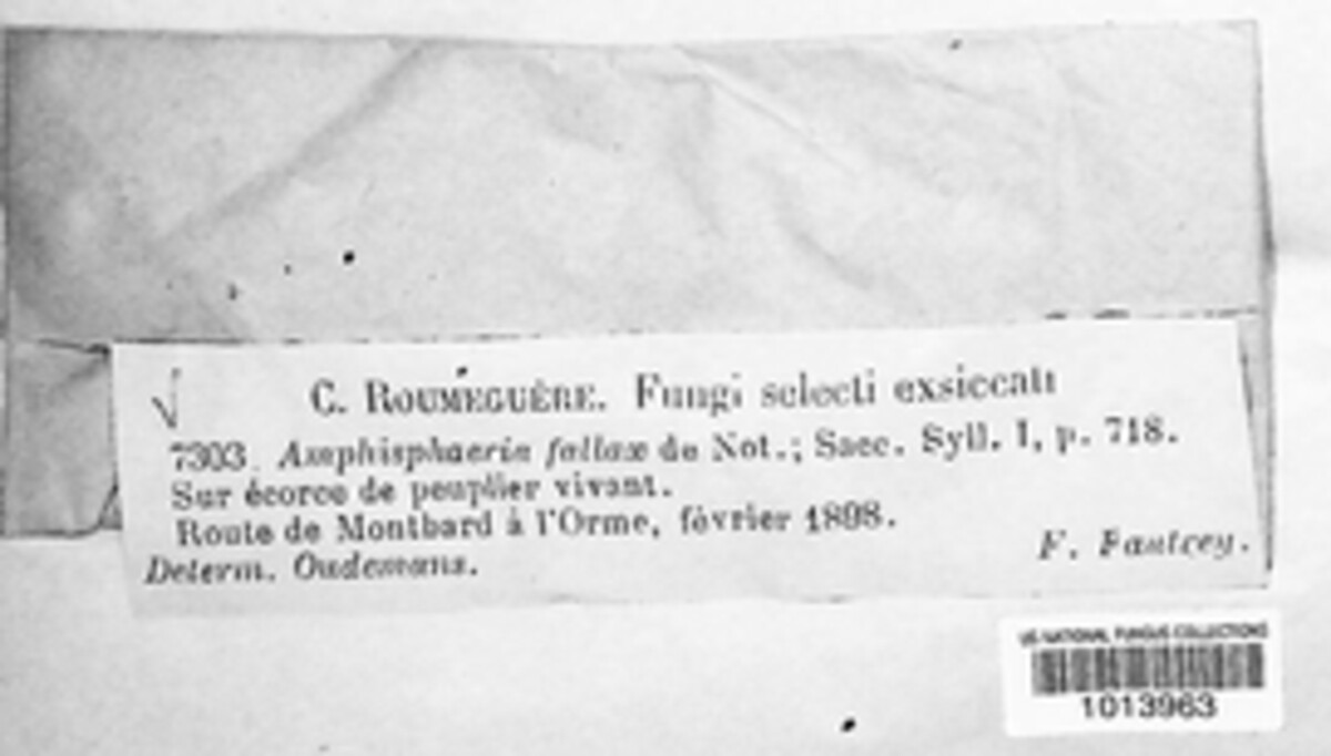 Amphisphaeria fallax image
